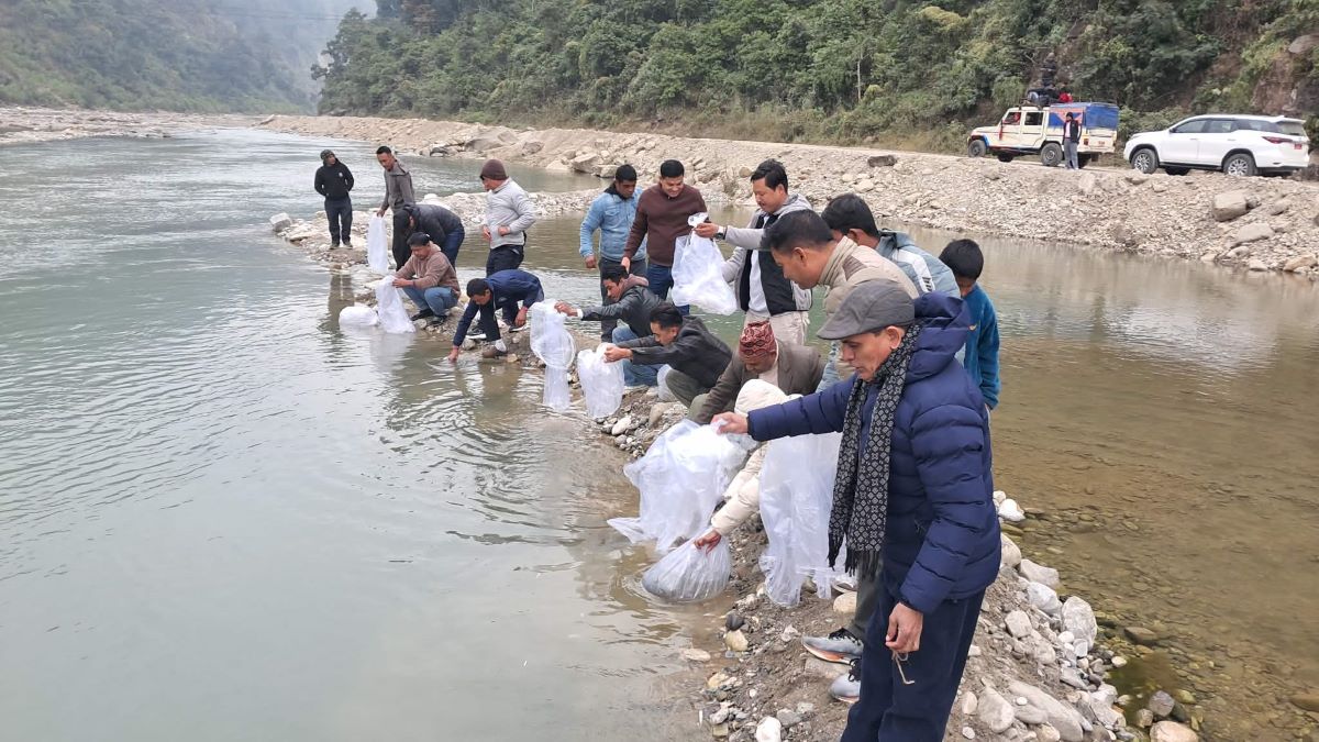 मनहरी पुल नजिकैको खोलामा माछामा भुरा छाडिँदै ।